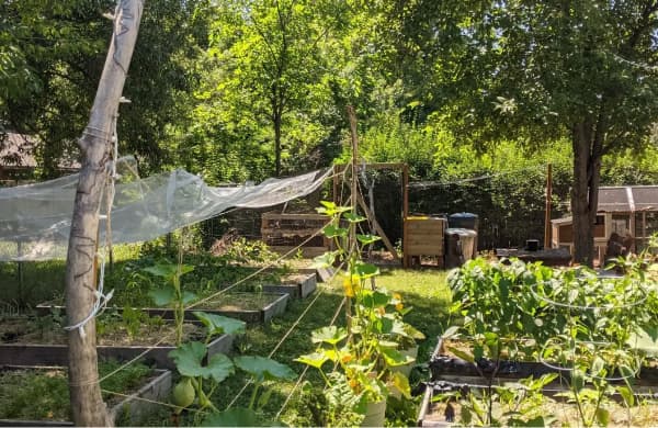 A thriving vegetable garden with compost bays at the back